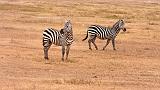 TANZANIA - Ngorongoro Crater - 03